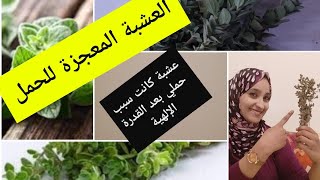 العشبة المعجزة للحمل المرددوش أو المردقوش أو البردقوش مجربة مني شخصيا.