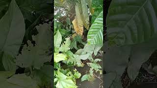 durian jatuh disungai #fruit #buahbuahansegar #buah #durian #garden