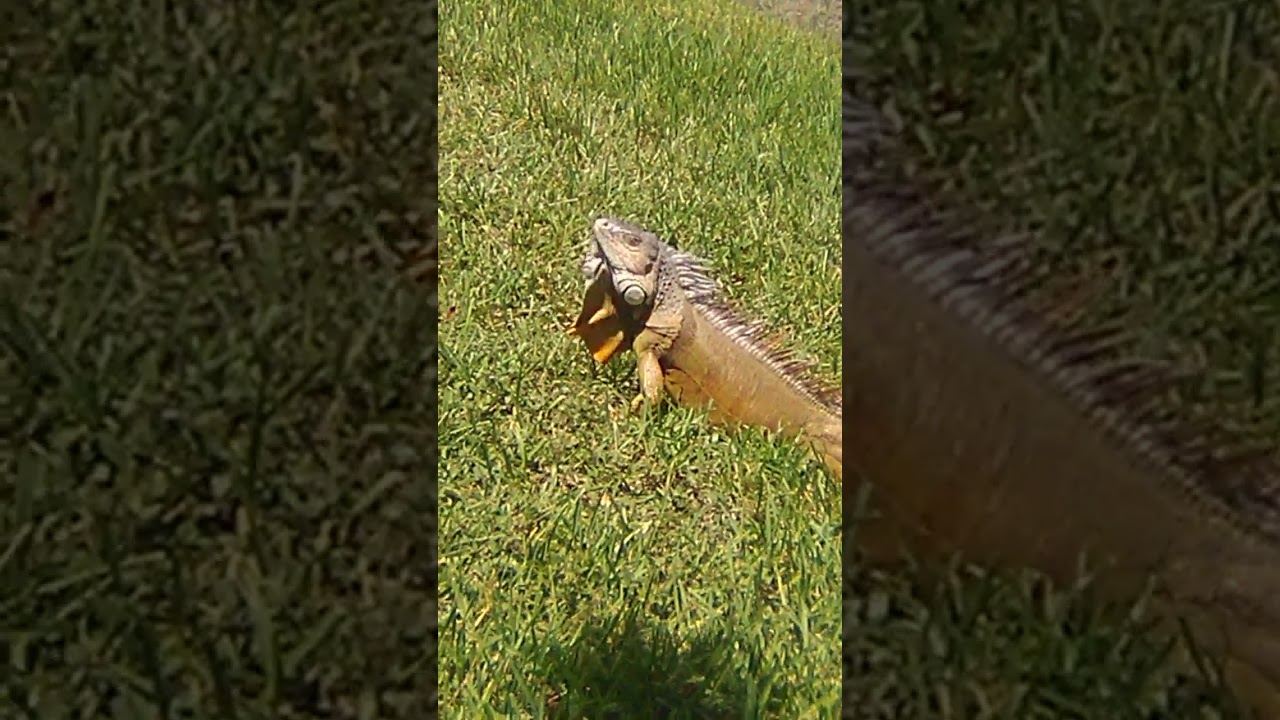 Iguana smokes weed YouTube
