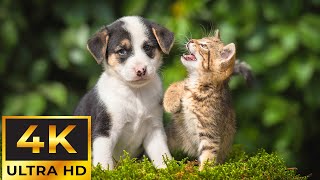 Baby Animals 4K - Let's Enjoy Rare Cute and Happy Moments of Baby Wildlife by Tiny Paws 616 views 1 month ago 11 hours, 50 minutes