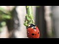 Ladybug eating aphids - three in succession - GRUESOME!