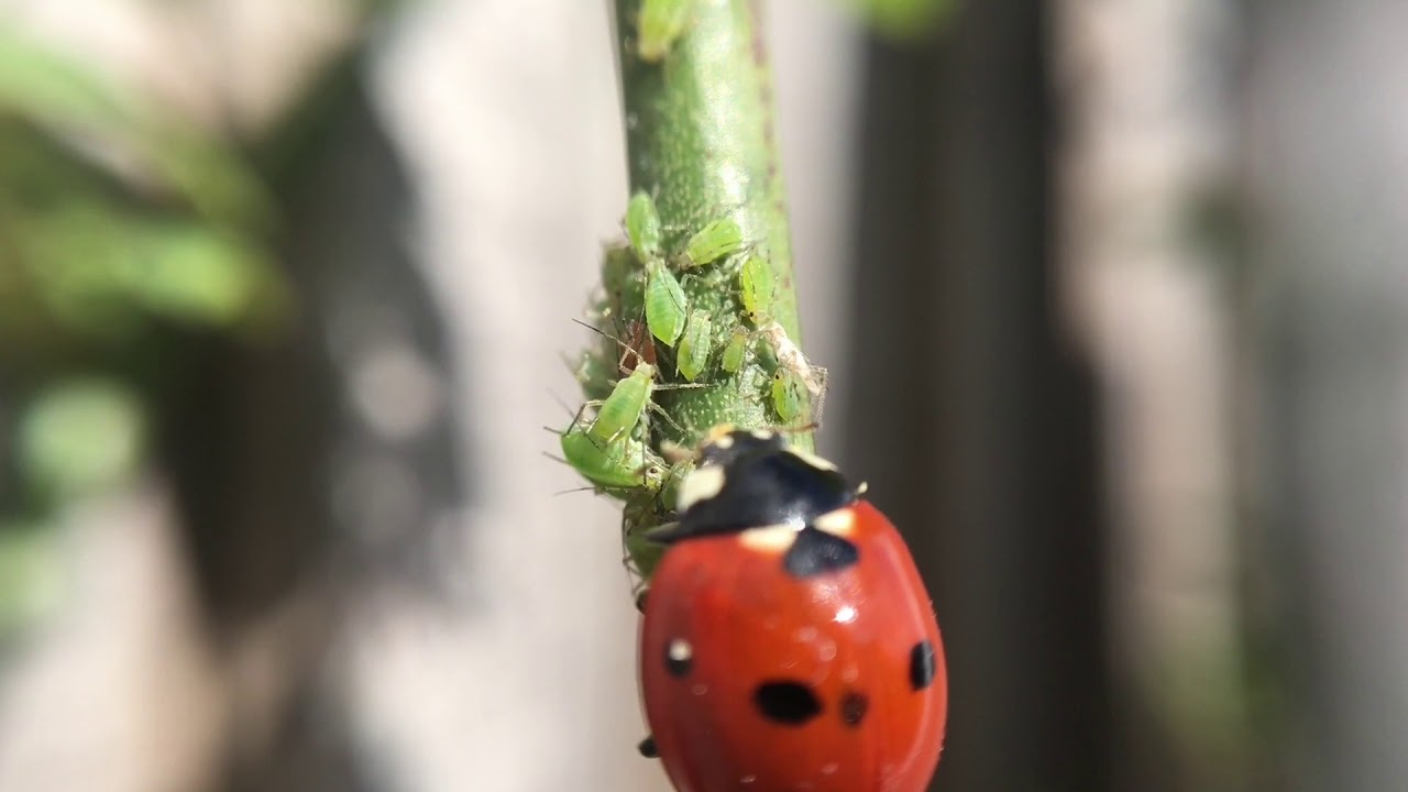 what do ladybugs eat besides bugs