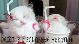 Прикольные видео с животными #49 / забавные животные / милые животные /