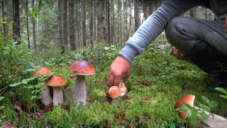 Поляна подосиновиков,  грибы везде.Тихая охота | Hunting for Wild Mushrooms in Russia