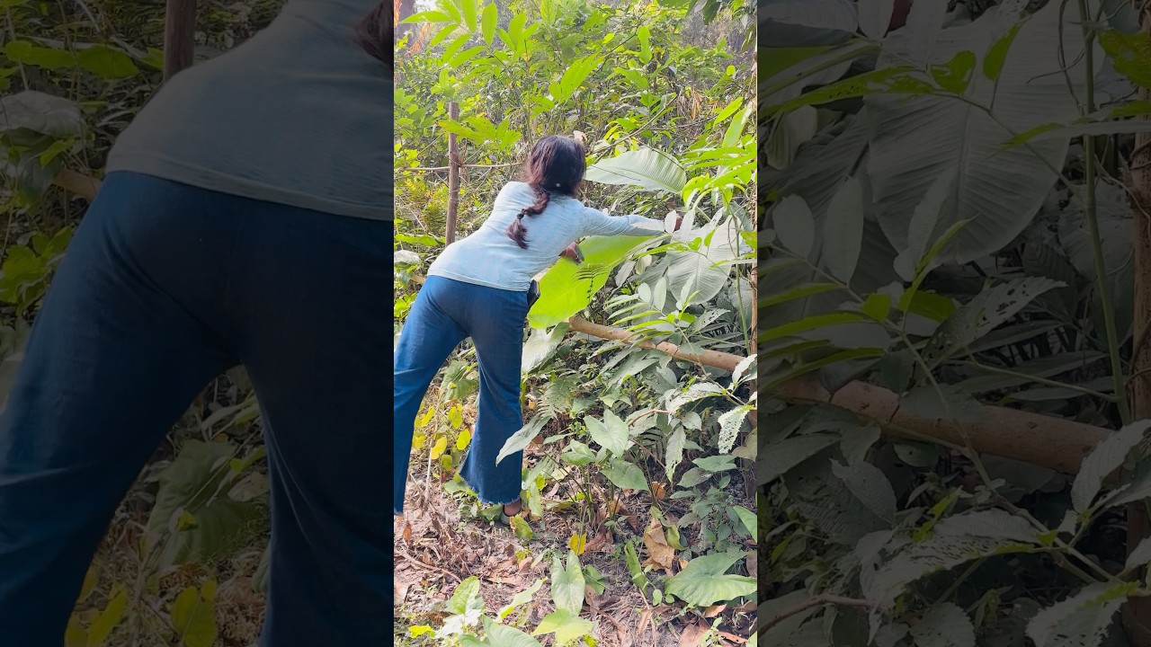 কলাপাতা চুরি করলাম 🍃😝