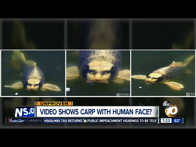 Video shows fish with human-like face? 