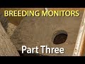 Breeding monitor lizards in captivity: Part Three - breeding specific husbandry