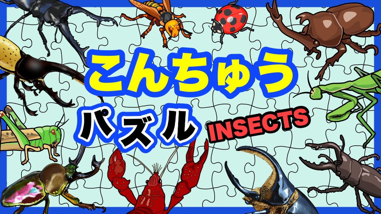 【こんちゅうアニメ】昆虫の名前！パズルで覚えよう！カブトムシ、クワガタ 、サソリ、ミヤマクワガタ、ヘラクレスオオカブト、バッタ〈知育アニメ〉【insect beetle stag Puzzle】