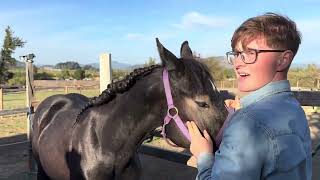 Equine Science 101: Equine Evolution and Breeding