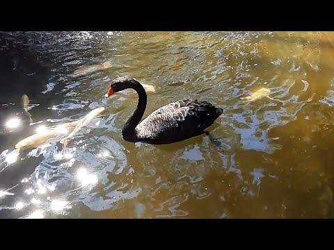 Зоопарк Лимассола. Идем в зоопарк первый раз после карантина.