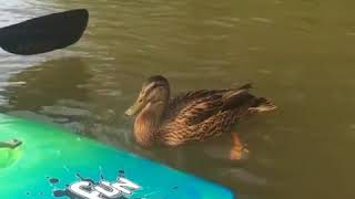 Les Canards Sont Trop Drôles - Compilation