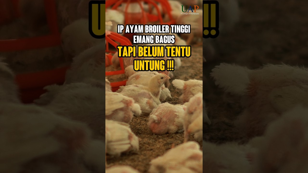 IP BROILER TINGGI TAPI RUGI? JANGAN TERJEBAK, CEK FAKTA PENDAPATAN REAL DI SINI!