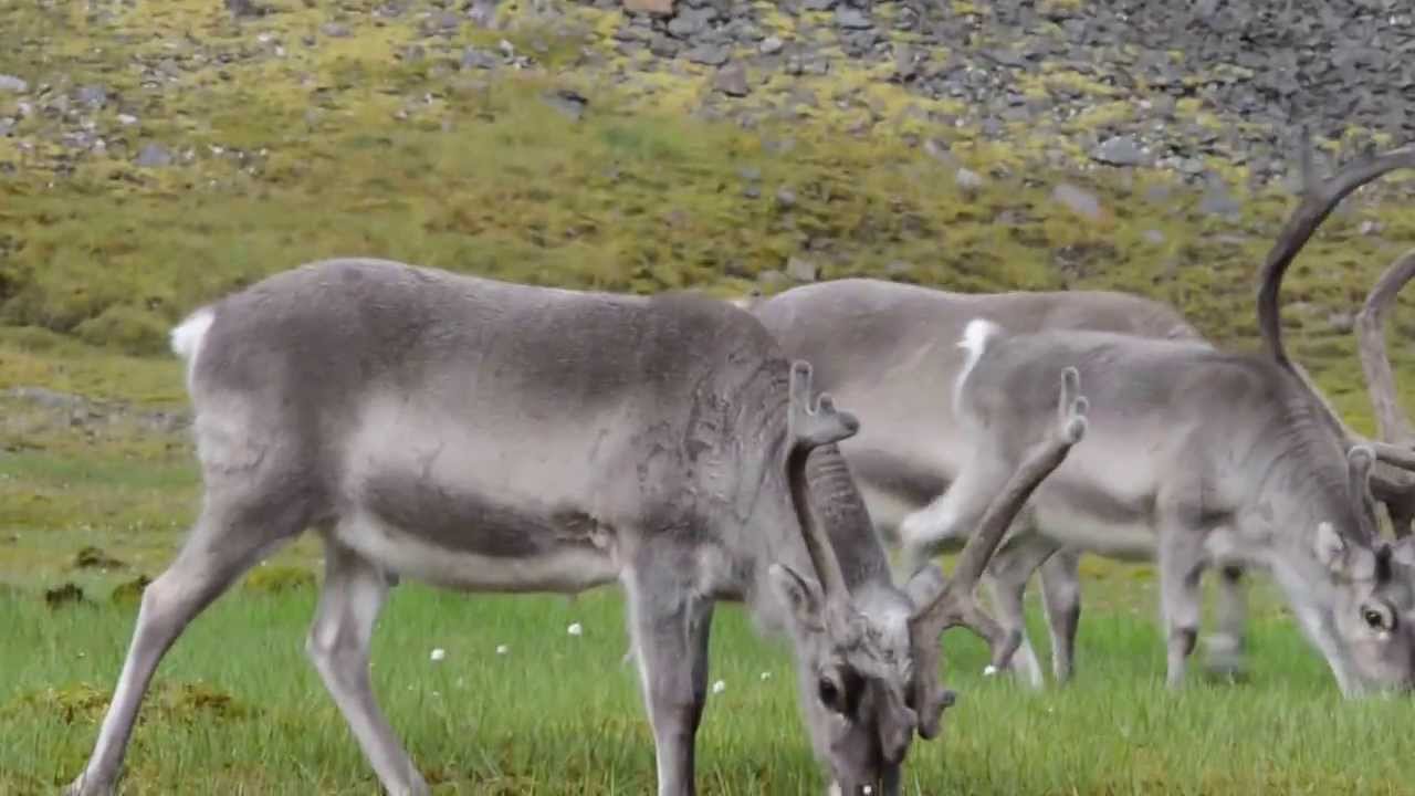 Wild reindeers in the Svalbard