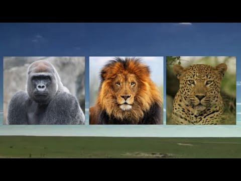 Video: Siapa Yang Lebih Kuat - Gorila Atau Singa?