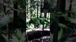 I Found A Wild Myrddyn