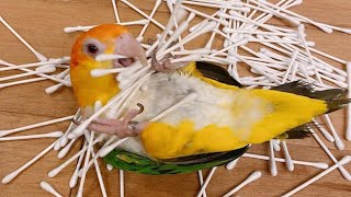 White Bellied Caique Parrot Talking & Playing | Cute Parrots | Funny Parrots