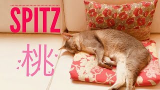 Video thumbnail of "スピッツ・桃   (cat)"