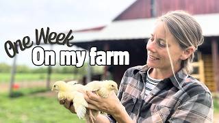 One Week on my Farm