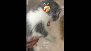 Kitty Distribution System Winner