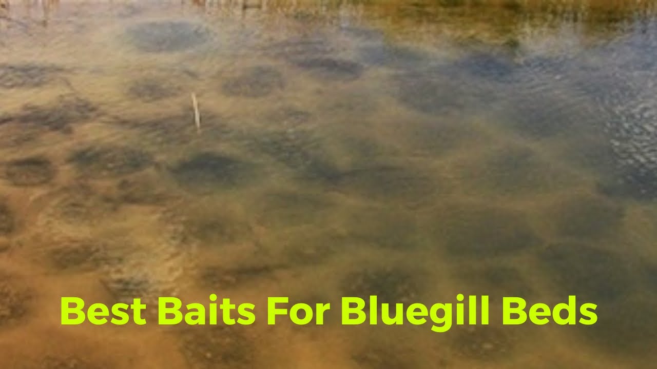 The Best Baits For Fishing Bluegill Beds YouTube