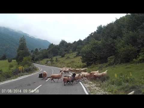वीडियो: क्या जंगली भेड़ें इंसानों पर हमला करेंगी?