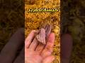 كبسة بر لحم كبسة بر لحم