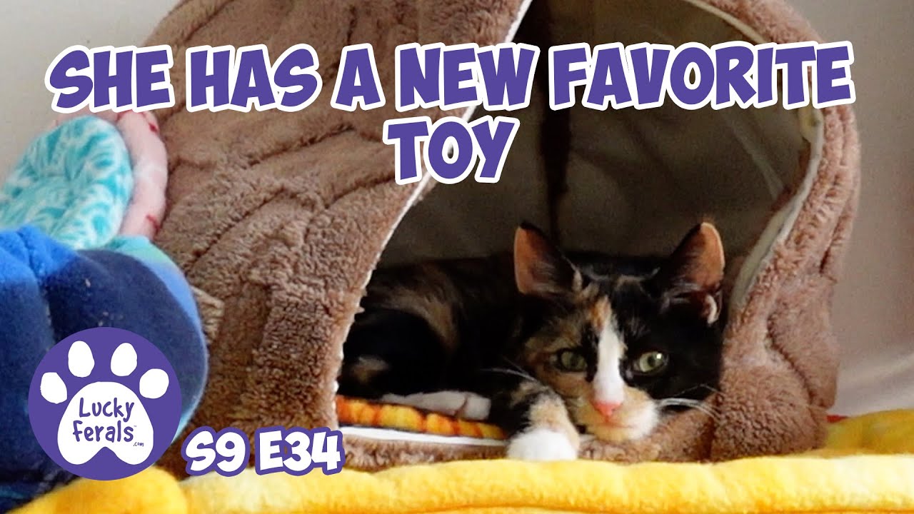 У котенка появилась новая любимая игрушка для кошек - Дни спасенного котенка 34 35 - Видеоблог о ...