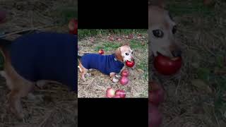 Apple dog AI #shorts #funny #funnymemes #memes #ai #dog #appledog  #cute  #johnporkmeme