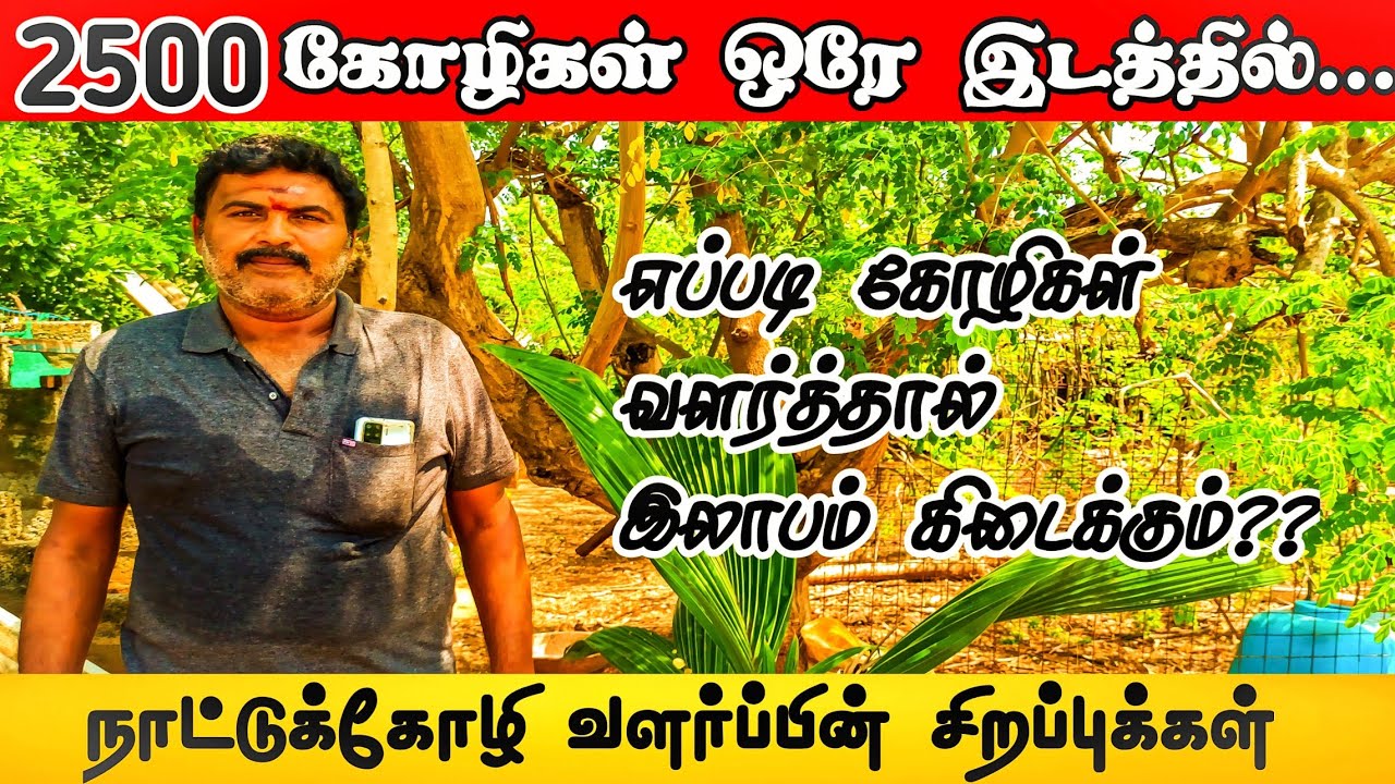 25 வருட அனுபவத்தில் 2500 கோழிகளை வளர்க்கும் பண்ணை | லைனேஜ் சிறப்பான விளக்கம் | Country Chicken Farms