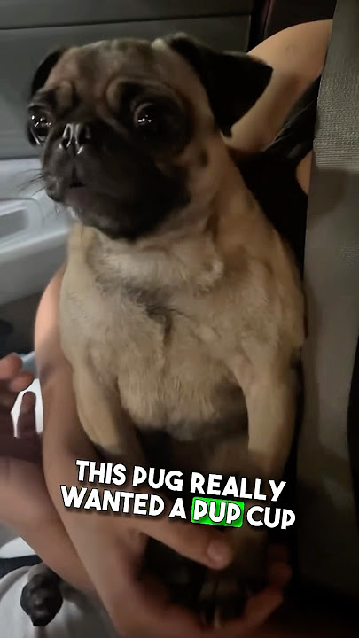 Pug Cries Over Pup Cup 😂