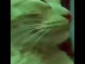 cute cat listening to The Weeknd #theweeknd #cute #cat #kitten #funnycats