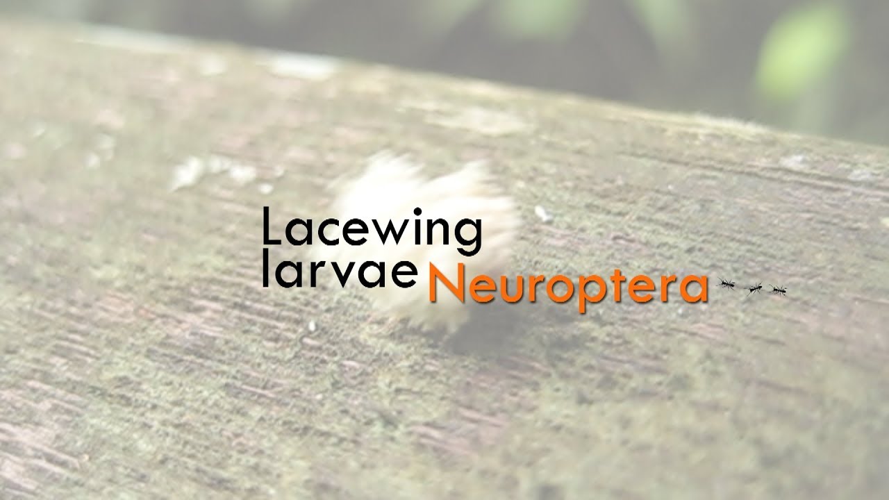 CRAZY BEAUTIFUL NATURE: Lacewing larvae (Neuroptera)