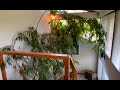 Giant Indoor Fig. How to grow a tree indoors.