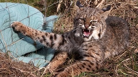 Bobcat Rescued from Snare - Part 2 of 2