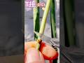 【3種嫁接法】Rose grafting玫瑰嫁接不求人#玫瑰嵌接#玫瑰T接#芽接#劈接