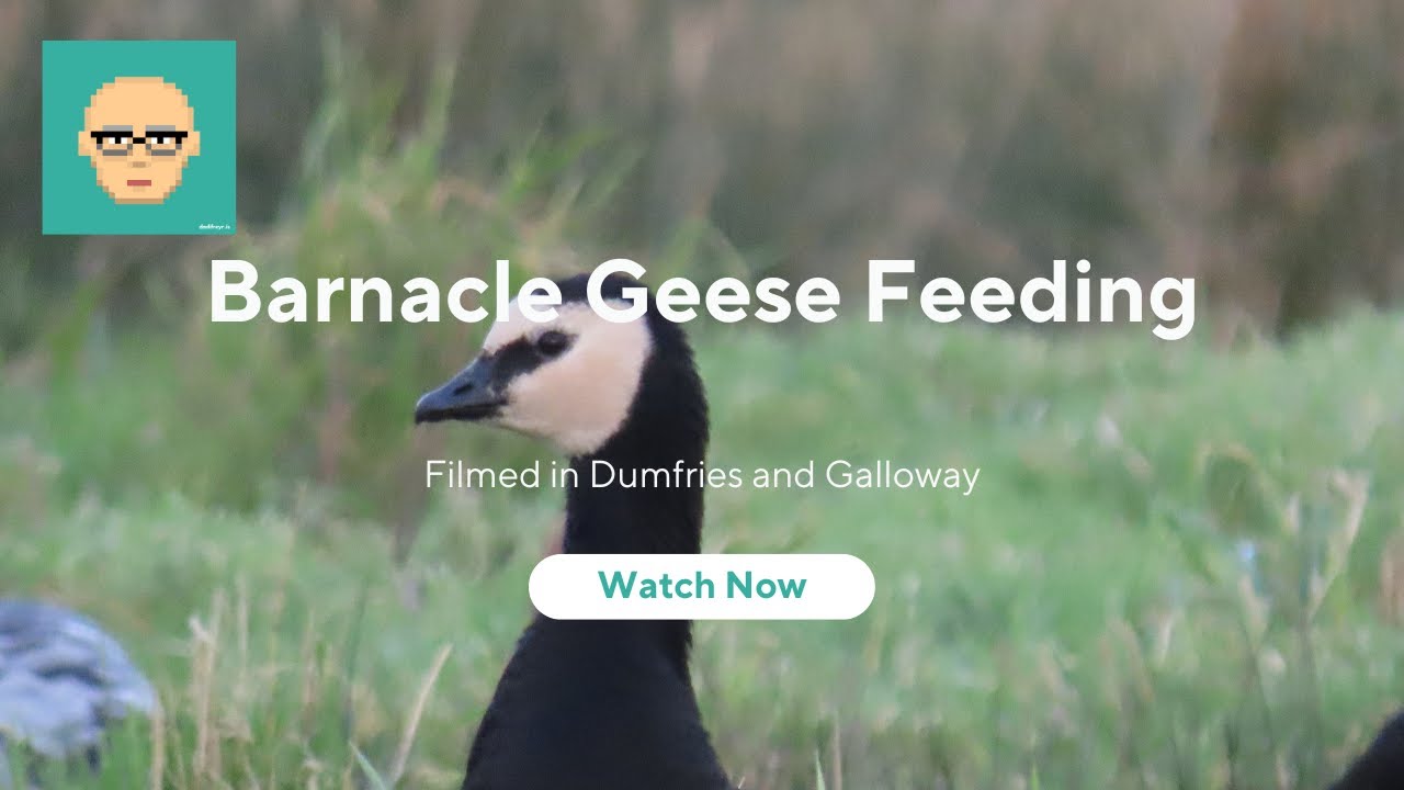 Barnacle geese feeding and alarm calling