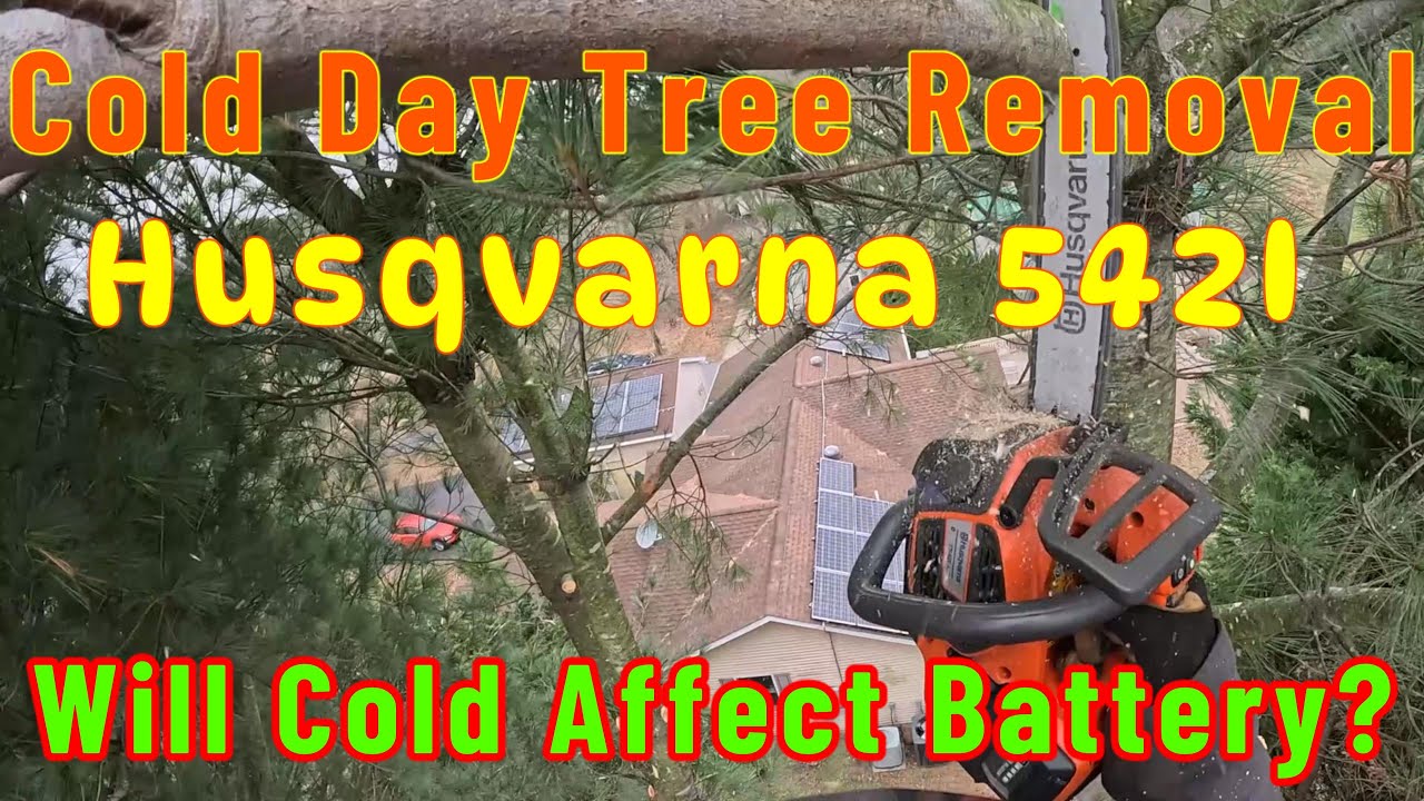 Thick Pine tree removal In cold+wind with battery Chainsaws will they work Part 1