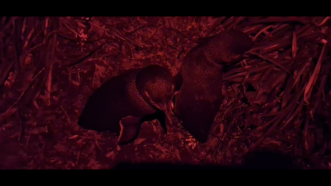 Fairy Penguin roaming freely at Godfreys Beach Penguin Viewing Platform, Stanley, Tasmania 😍😍