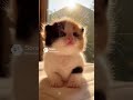 猫の赤ちゃん　見てて飽きないね