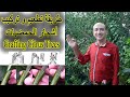 طريقة تطعيم اشجار الحمضيات بالقلم, تركيب و تلقيم اشجار الليمون, Grafting Citrus Trees