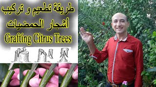 طريقة تطعيم اشجار الحمضيات بالقلم, تركيب و تلقيم اشجار الليمون, Grafting Citrus Trees