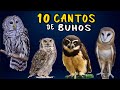 Los MISTERIOSOS CANTOS NOCTURNOS de Buhos de Mexico | Aves que Cantan de Noche 🦉🎶