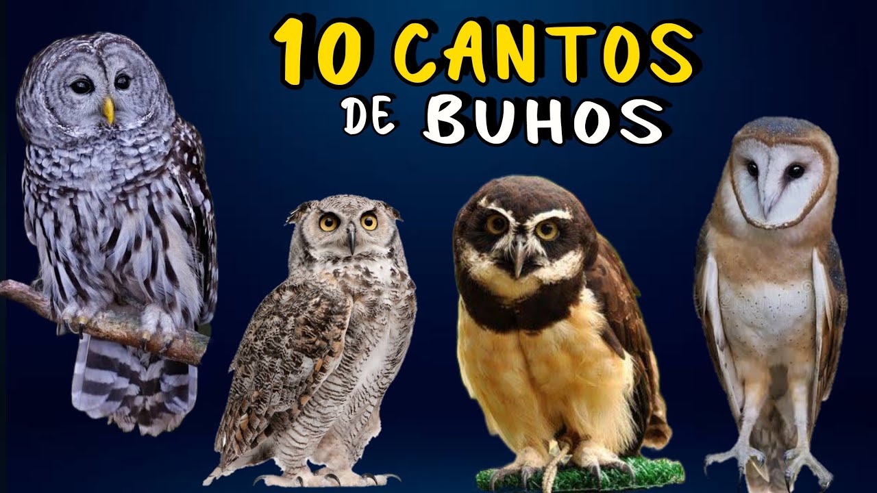 ¡MISTERIOSOS CANTOS NOCTURNOS! de Buhos de Mexico 😨 Aves que Cantan de Noche 🦉🎶