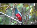 Costa Rician Birding 2012