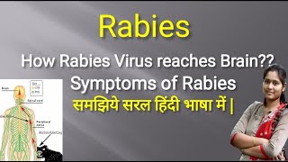 Structure of Rabies Virus | Rabies | Rabies Symptoms | How Rabies reaches Brain through PNS and CNS