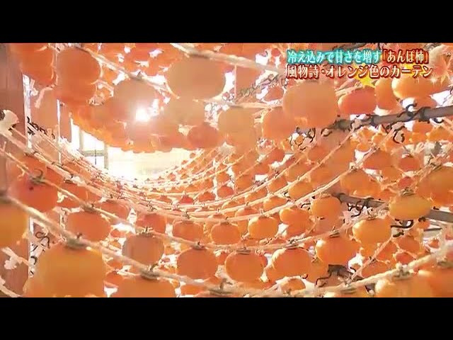 オレンジ色のカーテンは冬の風物詩 特産「あんぽ柿」 寒さが甘味を