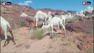 White Camel Group Eating Gr
