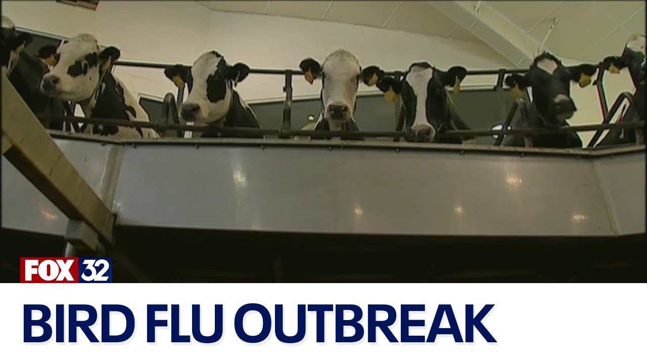 Bird flu outbreak: How worried should we be? - YouTube