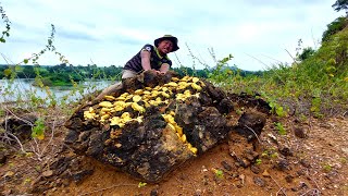 wow wow amazing day! gold miner found a lot of gold treasure under stone million years