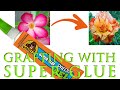Desert Rose: Easy Grafting with Super Glue: 100% Success